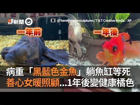 黑牡丹金魚風水|黑金魚風水的吉凶解讀